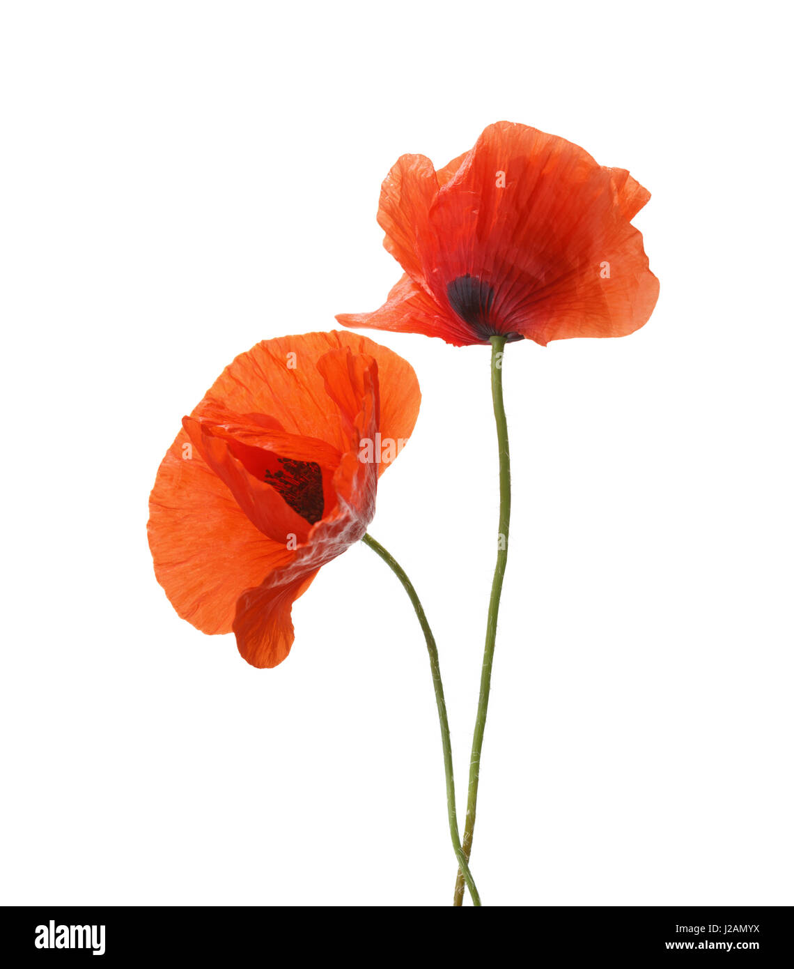 Deux coquelicots rouge isolé sur fond blanc. Banque D'Images