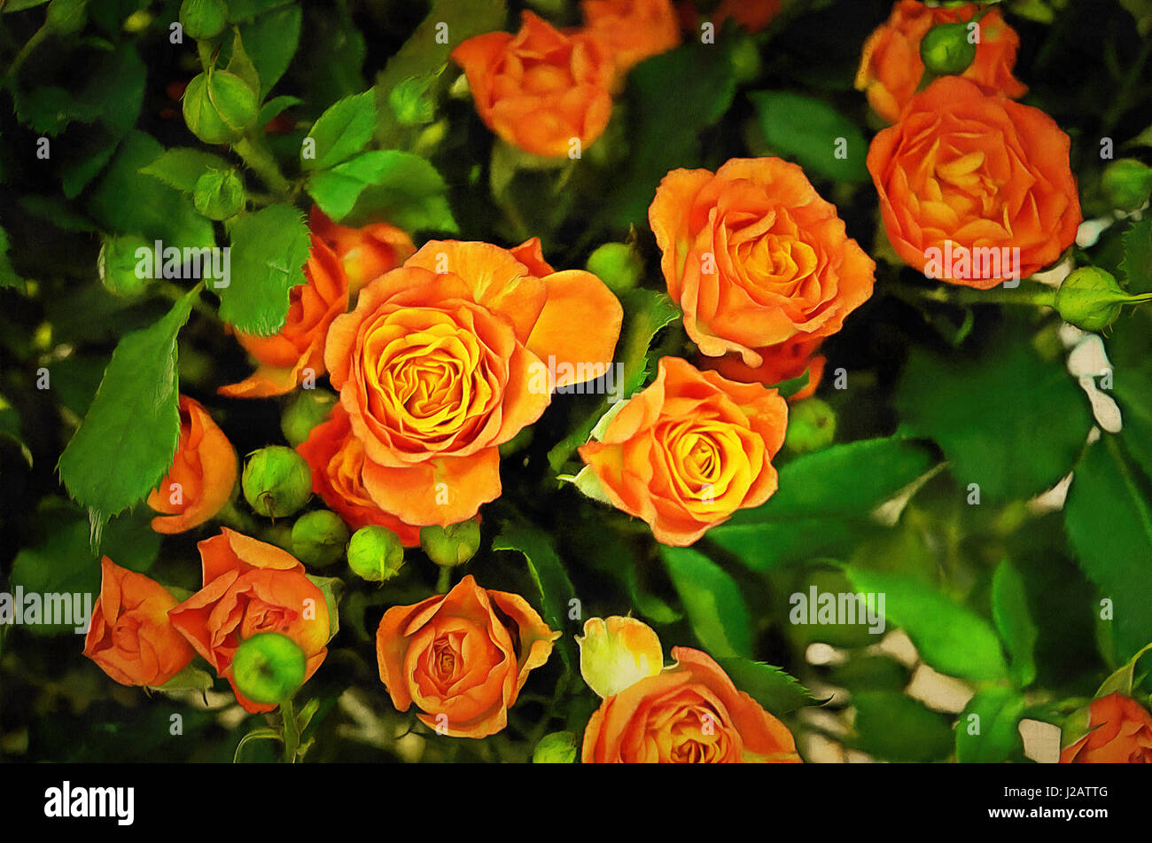 Bouquet De Fleurs Illustrations Peinture Orange Rosen