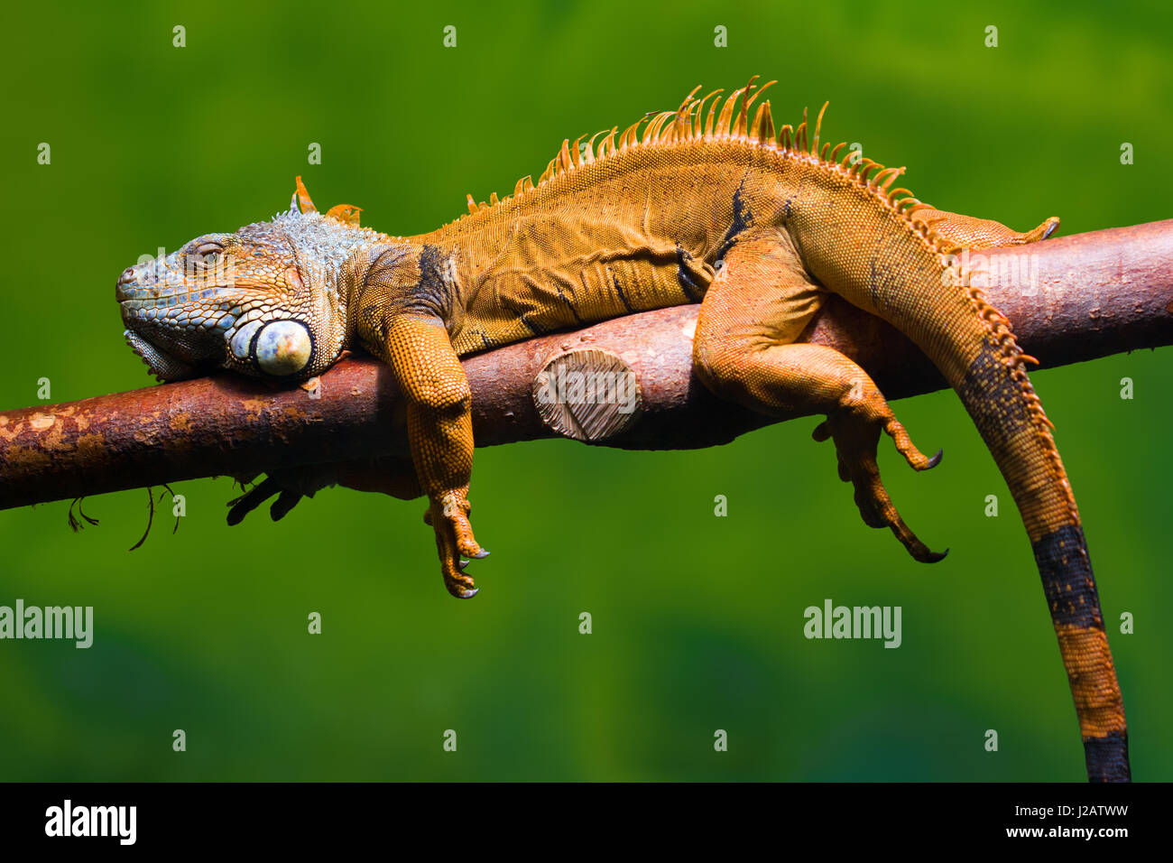 Close-up of a Green Iguana (Iguana iguana) reposant sur une branche. Fond vert. Banque D'Images