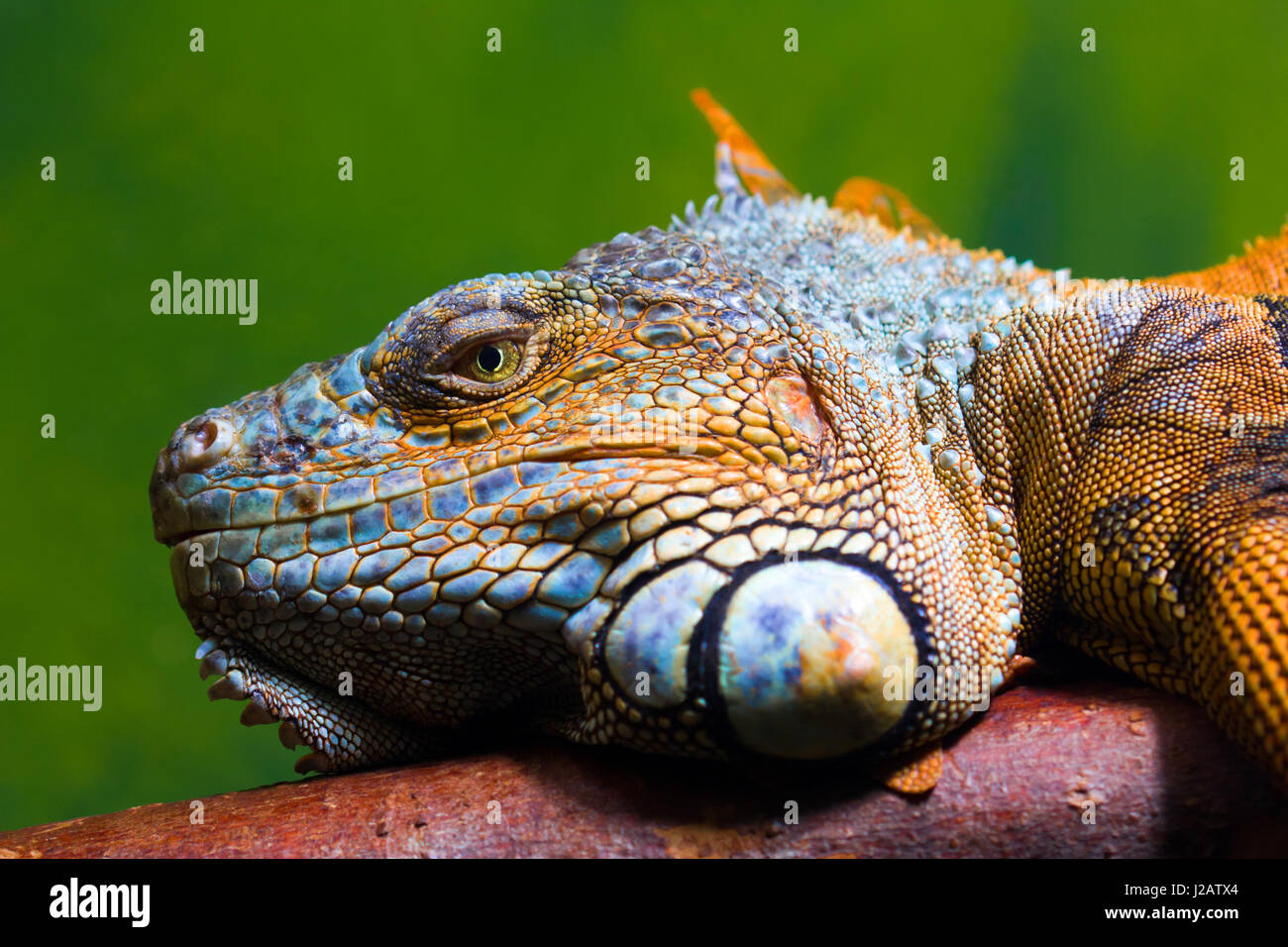 Close-up of a Green Iguana (Iguana iguana) reposant sur une branche. Fond vert. Banque D'Images