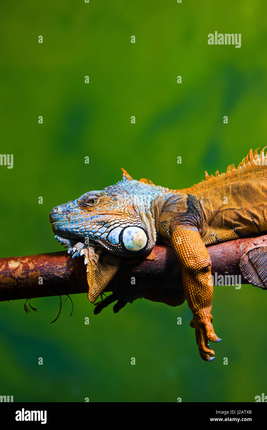 Close-up of a Green Iguana (Iguana iguana) reposant sur une branche. Fond vert. Banque D'Images