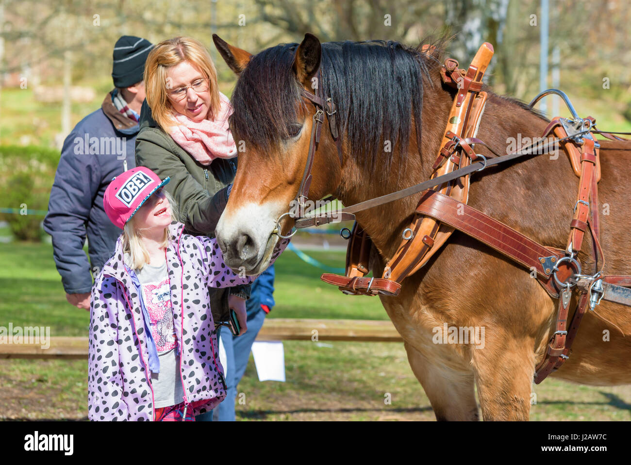 Brakne Hoby, Suède - 22 Avril 2017 : Documentaire des petits agriculteurs public 24. Fille et femme adulte de flatter un beau cheval brun avec faisceau Banque D'Images