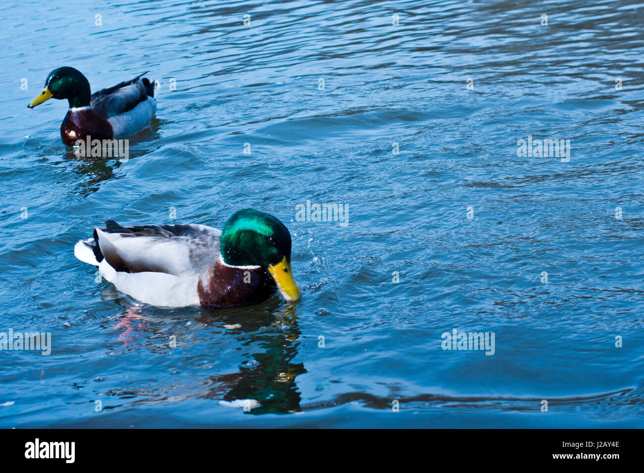 Les canards colverts nager dans une rivière Banque D'Images