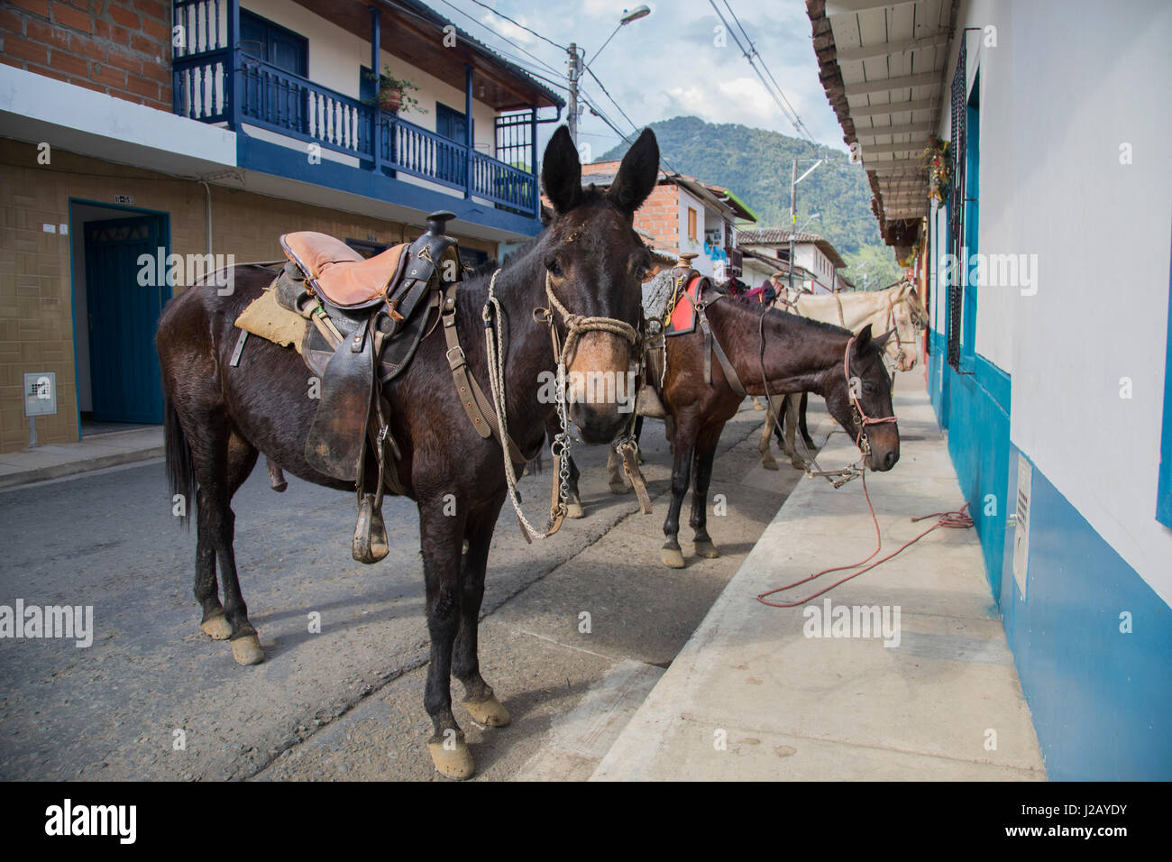 Les chevaux sur la route en ville Banque D'Images