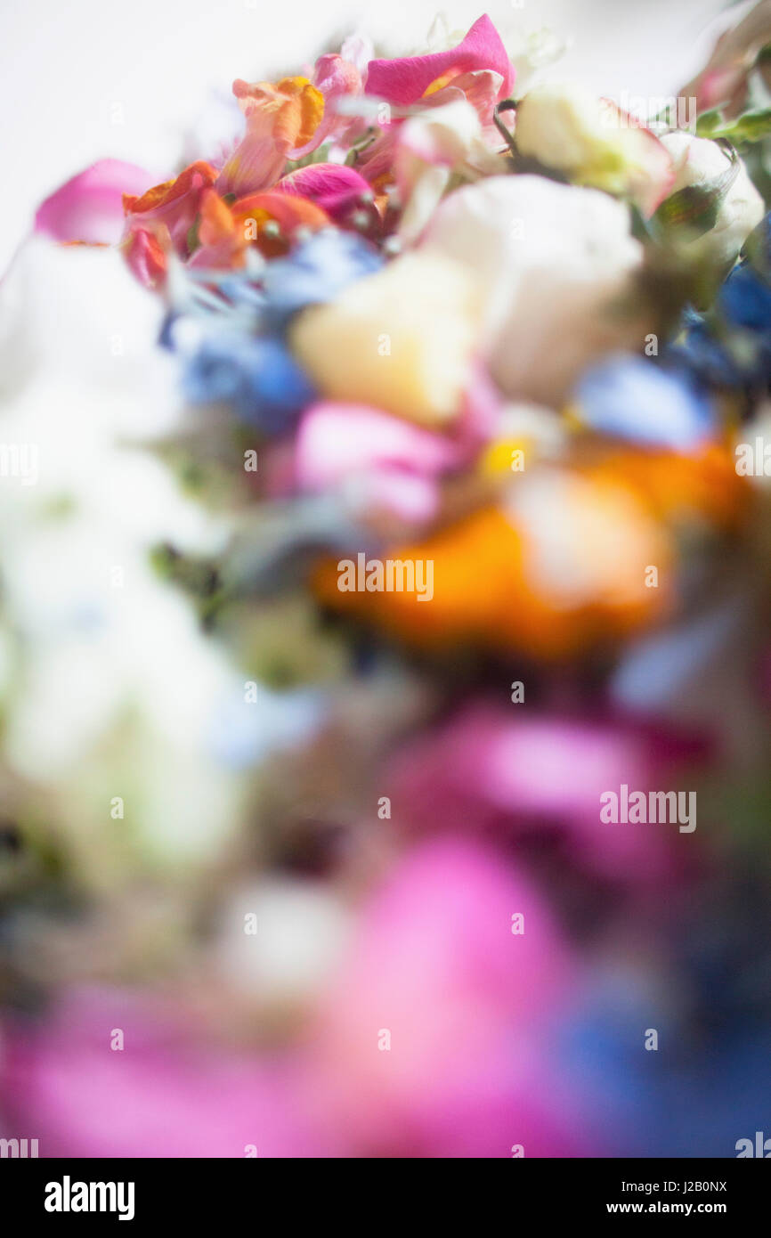 Close-up of multi colored fleurs fraîches Banque D'Images