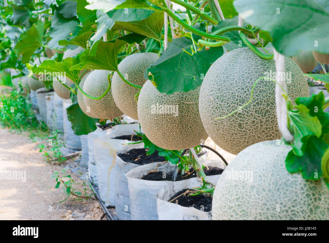 Libre à Cantaloupe Melon musqué// Cucumis melo L. Var. Cantalpensis/ Cucurbitaceous Banque D'Images