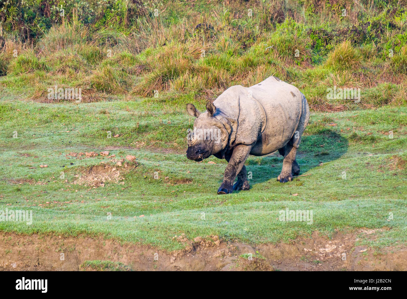 Un rhinocéros à une corne, indien (Rhinoceros unicornis) marche dans le parc national de Chitwan Banque D'Images