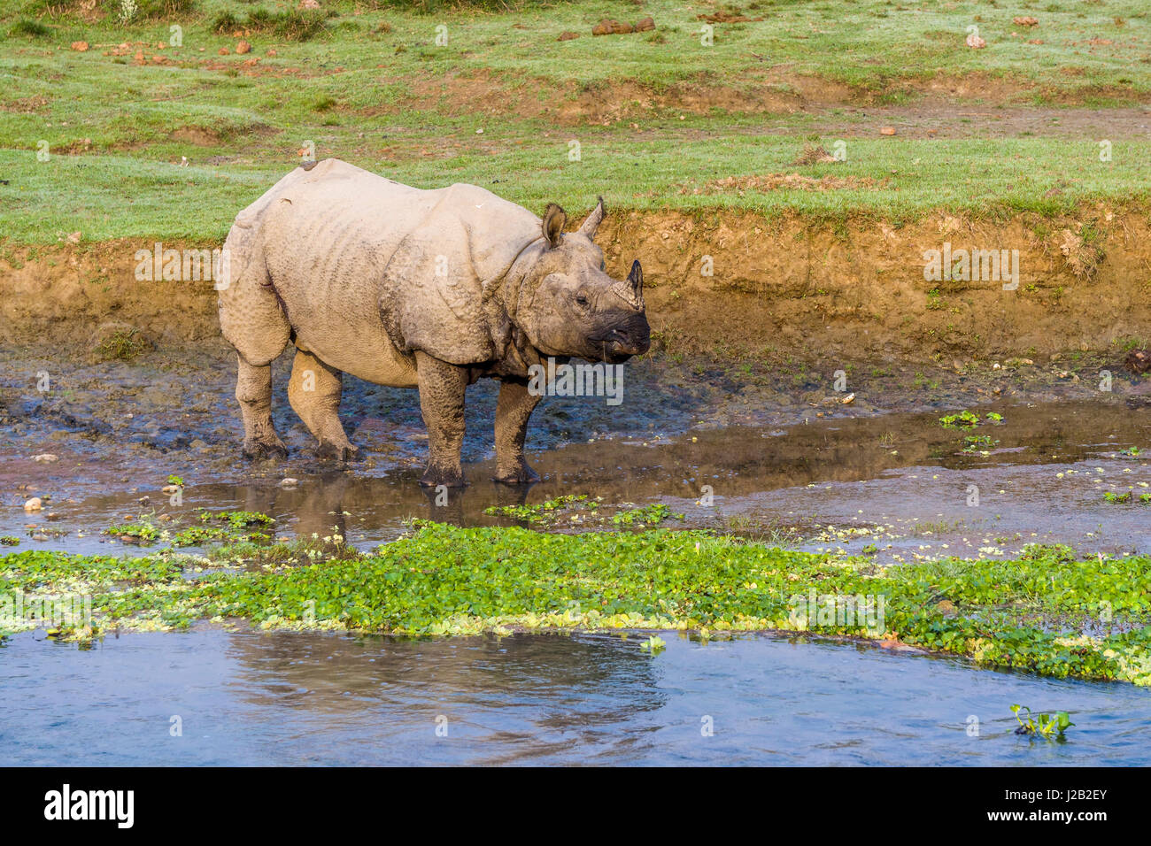 Un rhinocéros à une corne, indien (Rhinoceros unicornis) marche le long de la rivière Rapti in chitwan national park Banque D'Images