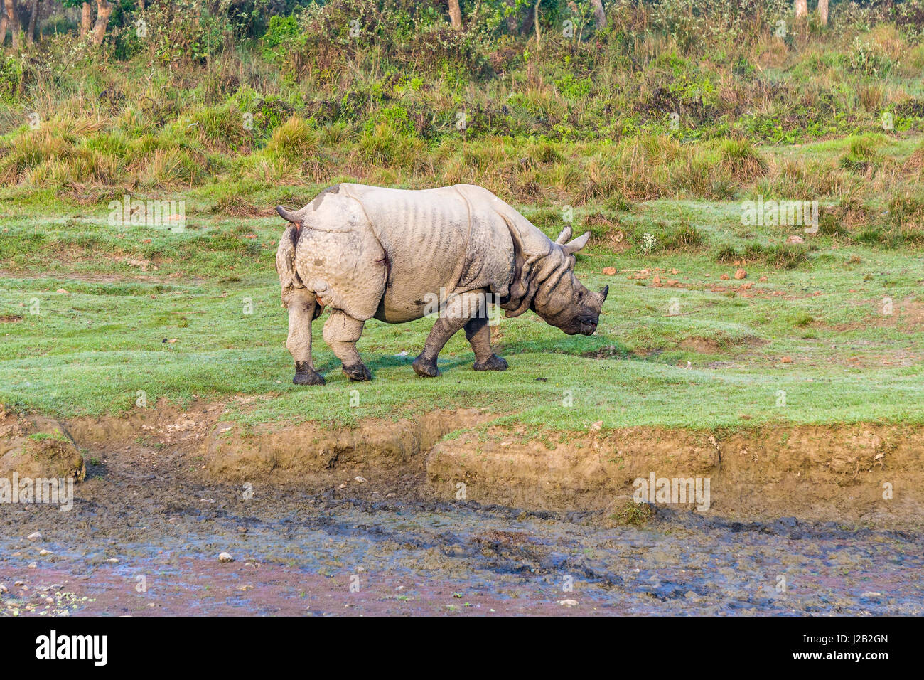 Un rhinocéros à une corne, indien (Rhinoceros unicornis) marche dans le parc national de Chitwan Banque D'Images