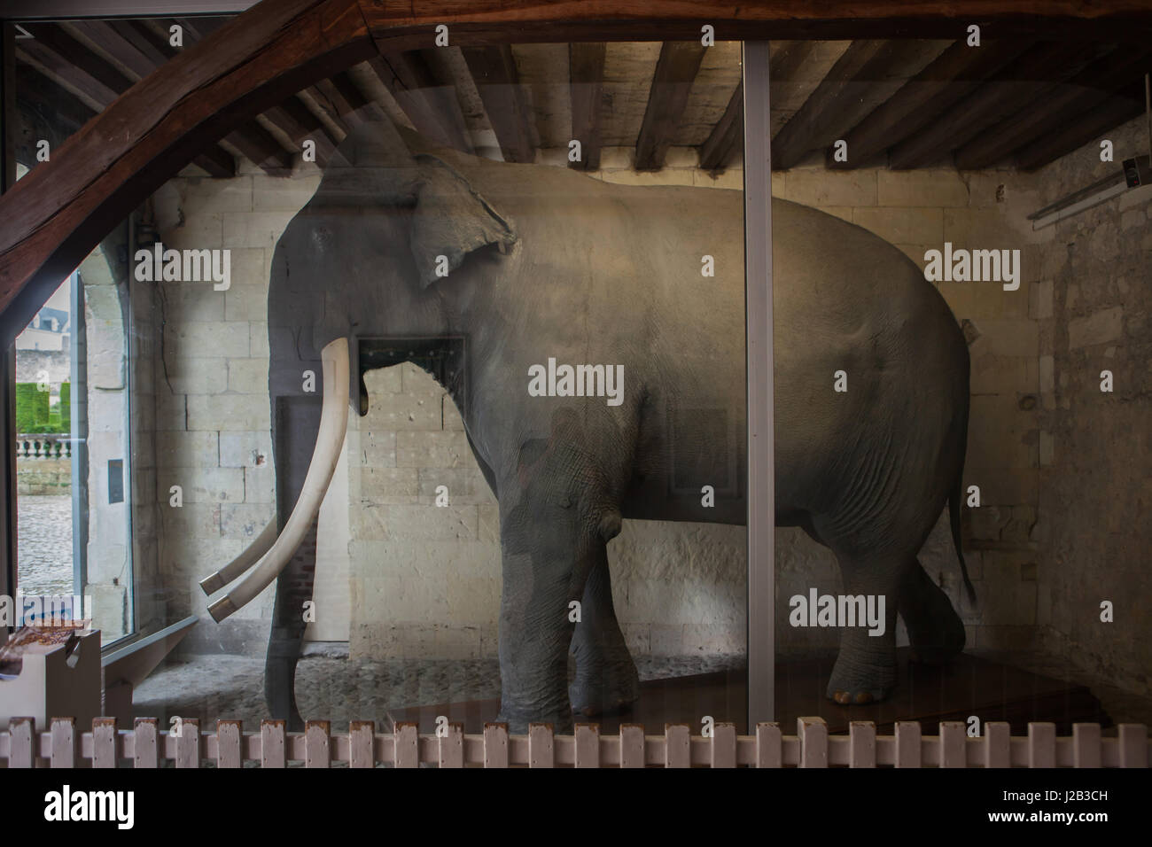 L'éléphant en peluche appelé Fritz sur l'affichage dans le Musée des Beaux-Arts de Tours (Musée des beaux-arts) à Tours, Indre-et-Loire, France. L'éléphant indien (Elephas maximus indicus) appelé Fritz a servi comme un animal de cirque dans le Barnum & Bailey. L'éléphant a été étranglé à cause de l'agressivité au cours de la tournée européenne du cirque à Tours, France, le 11 juin 1902. Banque D'Images