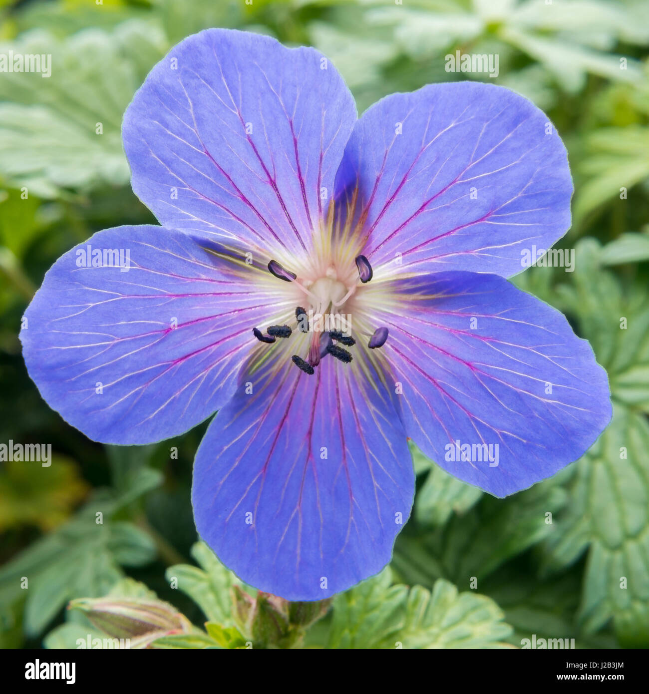 Beau plan macro sur un géranium vivace, l'himalaya pourpre Geranium Rozanne en format carré. Rétro-éclairé, selective focus et faible profondeur de fi Banque D'Images