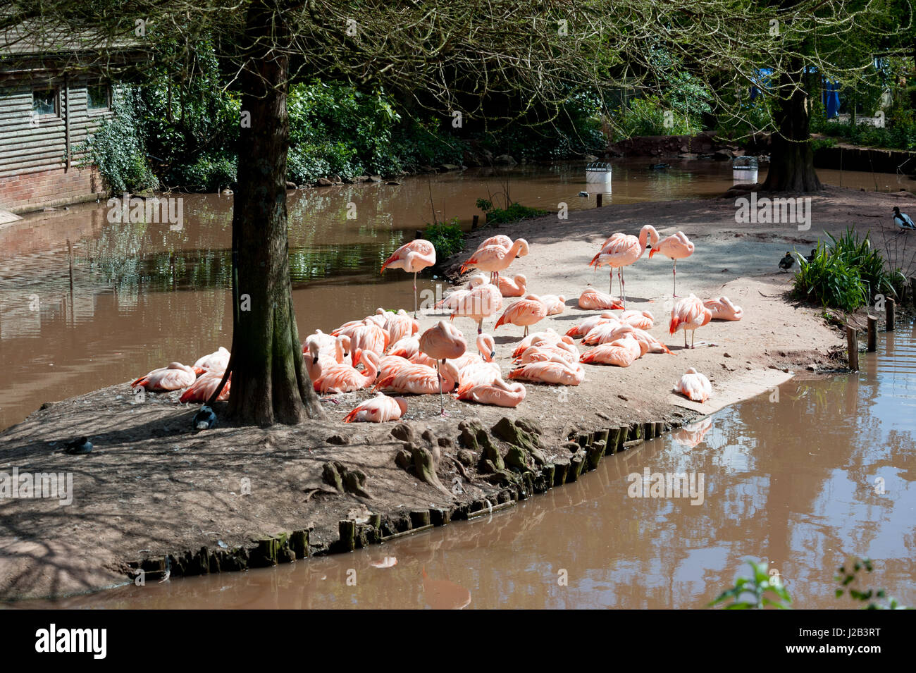 Flamants Roses au zoo de paignton Banque D'Images