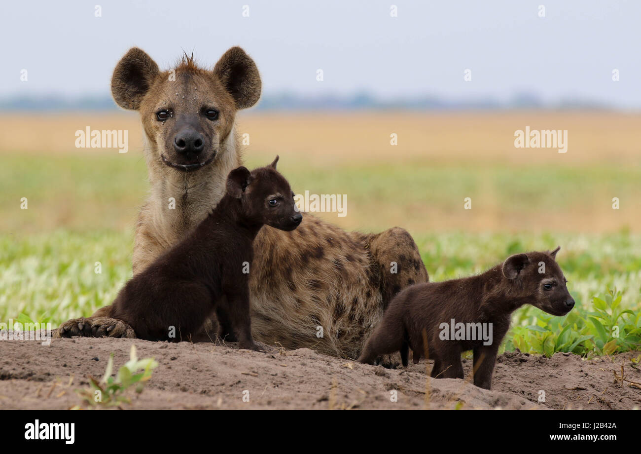 Une mère et ses deux jeunes bébés hyène. Les deux petits sont moins d'un mois. Photographié à Liuwa Plain NP. Banque D'Images