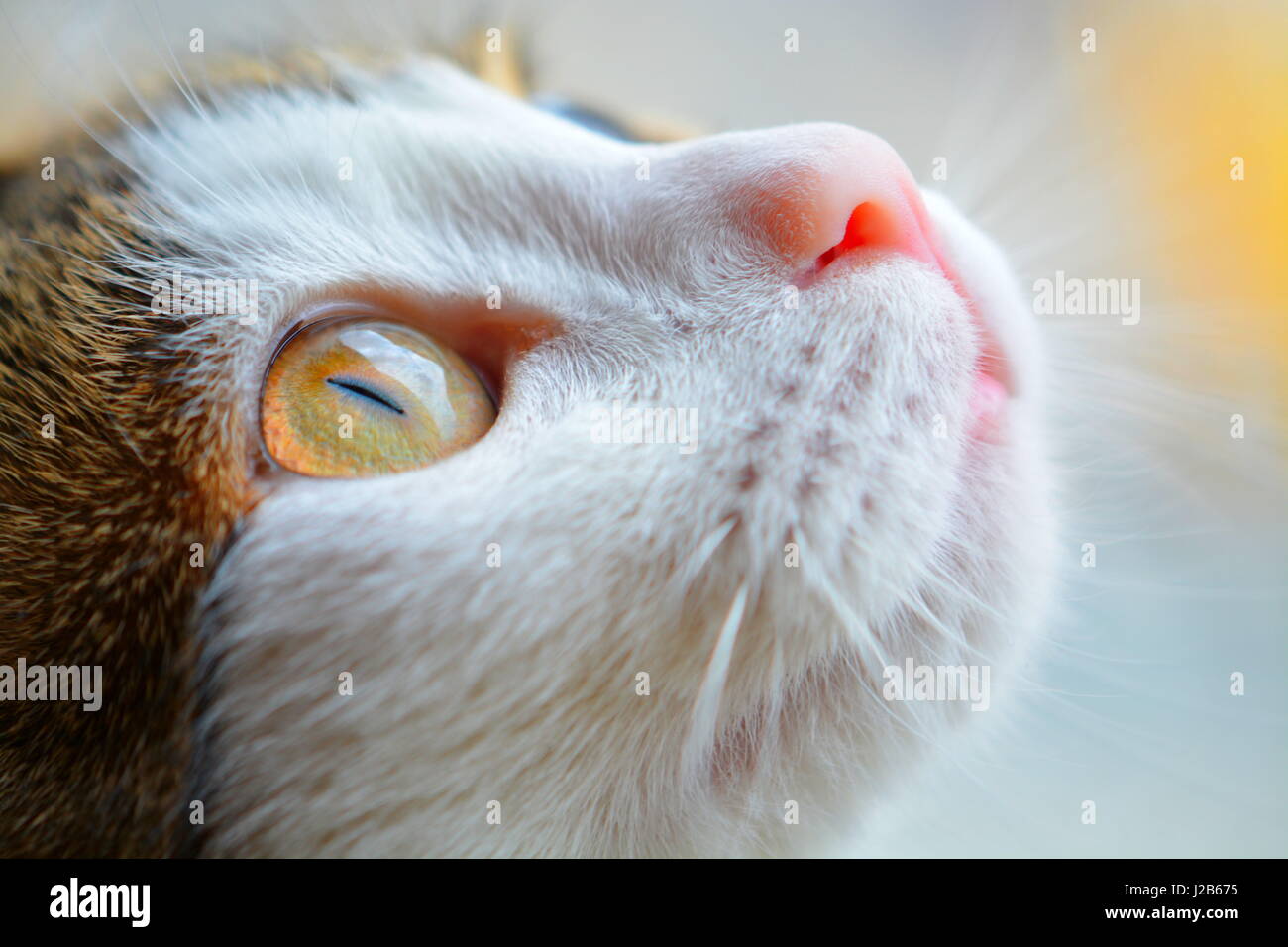 Cat face portrait vétérinaire. Banque D'Images
