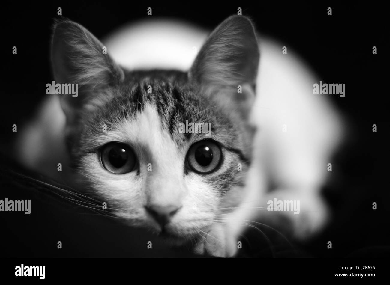 Cat face portrait vétérinaire. Banque D'Images