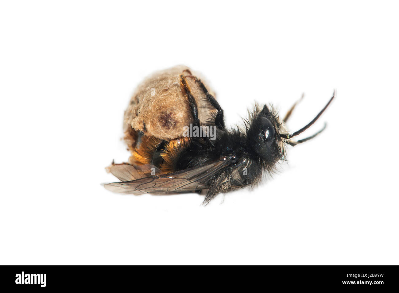 L'éclosion d'une abeille maçonne (Osmia cornuta), Suisse Banque D'Images