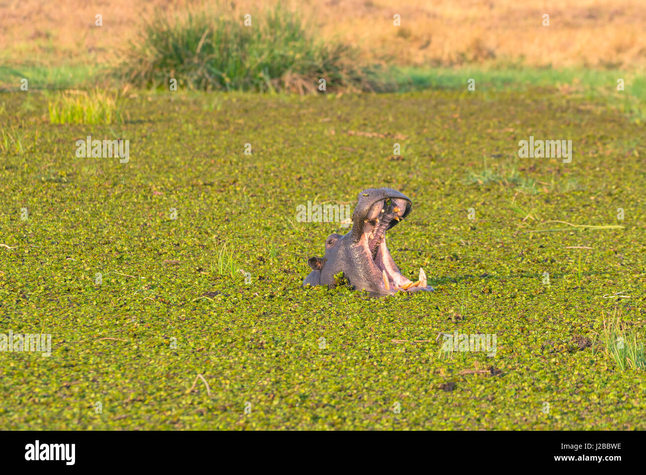 Le Botswana. Delta de l'Okavango. Concession Khwai. Troupeau d'hippopotames (Hippopotamus amphibius) les bâillements dans la rivière Khwai. Banque D'Images