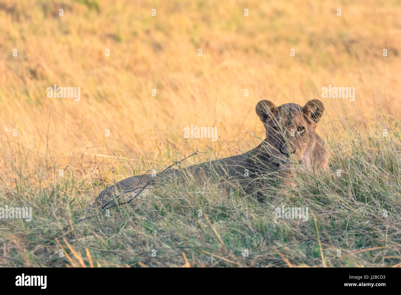 Le Botswana. Parc National de Chobe. Savuti. Femme lion (Panthera leo) reposant dans l'herbe sèche. Banque D'Images