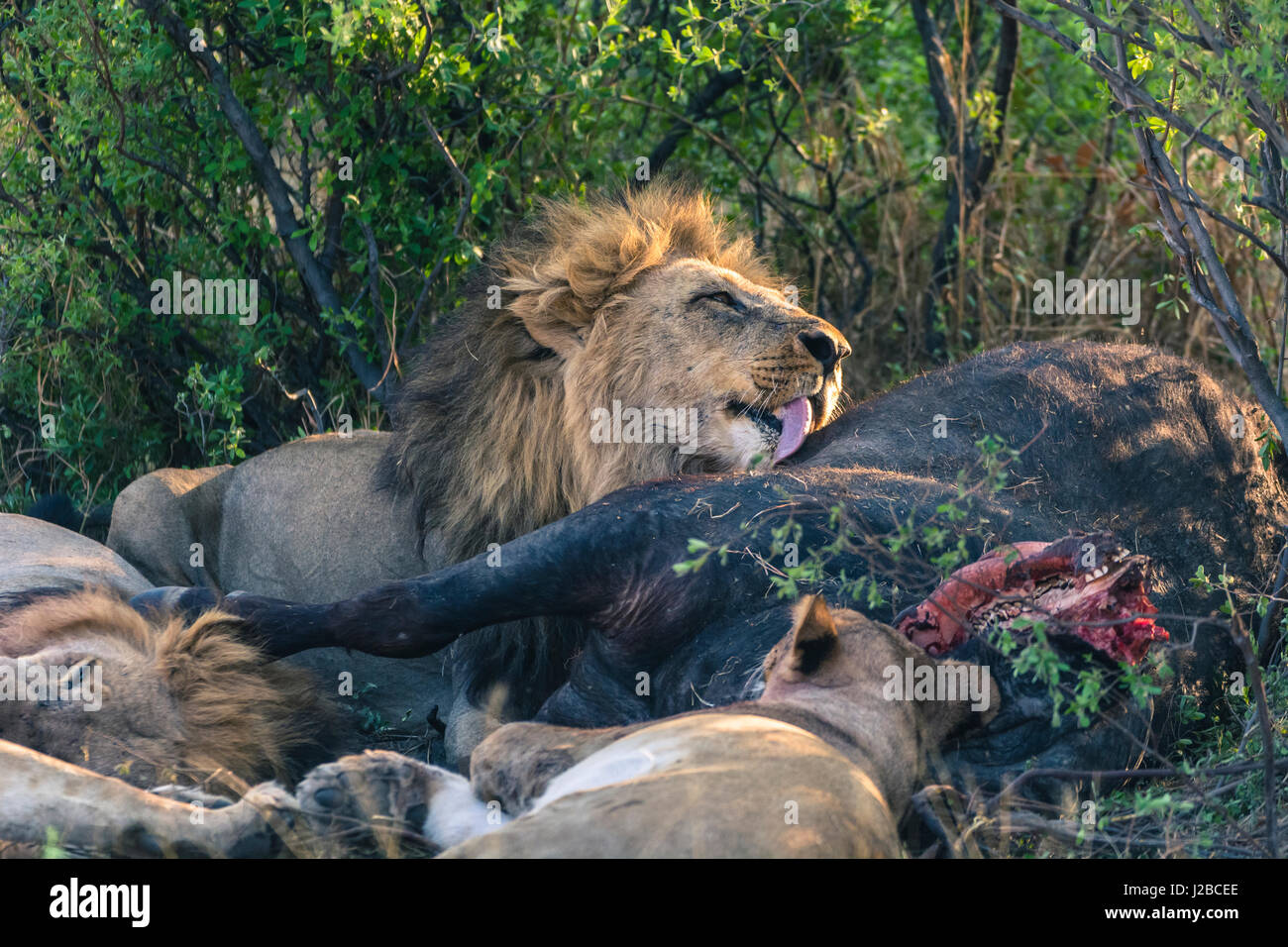 Le Botswana. Parc National de Chobe. Savuti. Pride of lions manger un buffle. Banque D'Images