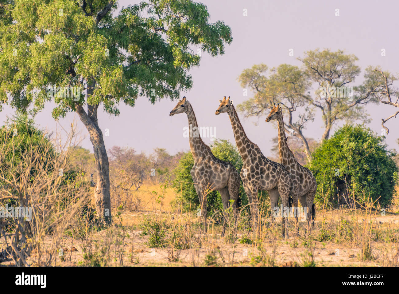 Le Botswana. Parc National de Chobe. Savuti. Les Girafes attentivement regarder un lion caché dans la brousse. Banque D'Images