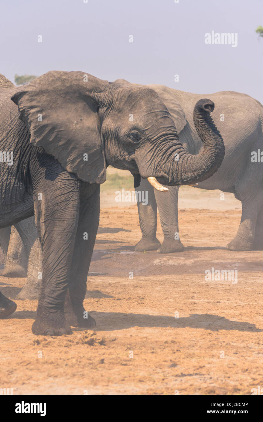 Le Botswana. Parc National de Chobe. Savuti. Elephant (Loxodonta africana) odeur de l'air avec son tronc Banque D'Images