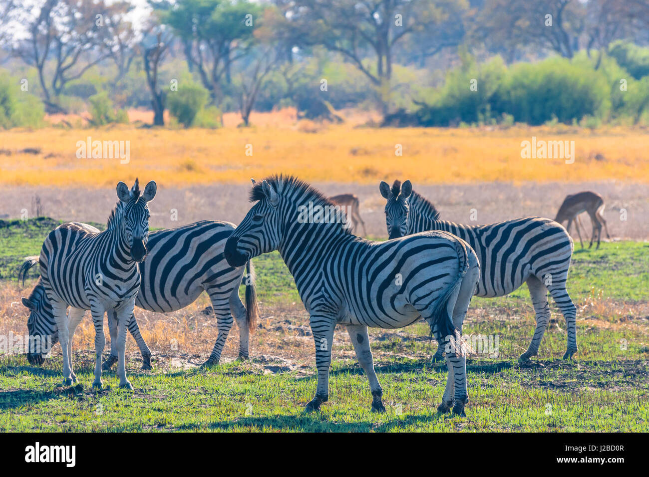 Le Botswana. Delta de l'Okavango. Concession Khwai. Le zèbre de Burchell (Equus quagga burchellii). Banque D'Images