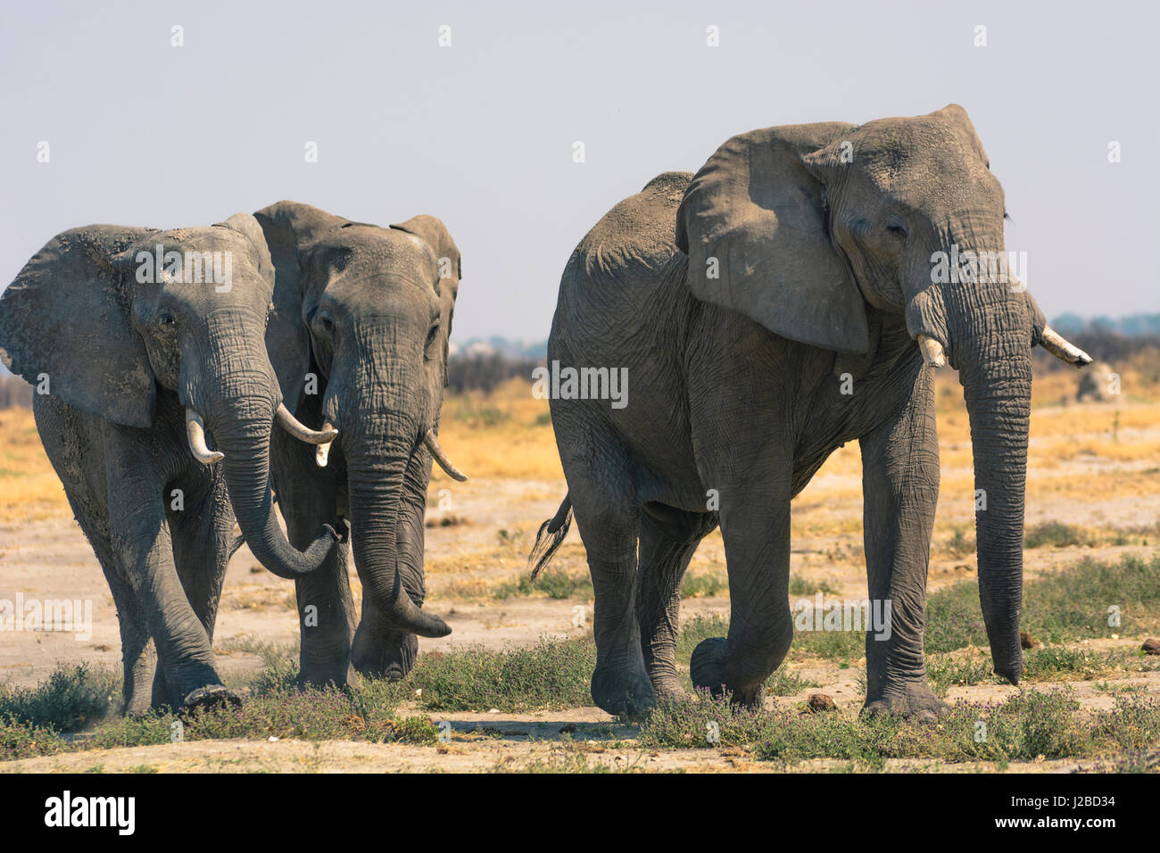 Le Botswana. Parc National de Chobe. Savuti. Les éléphants marchant vers un trou d'eau. Banque D'Images