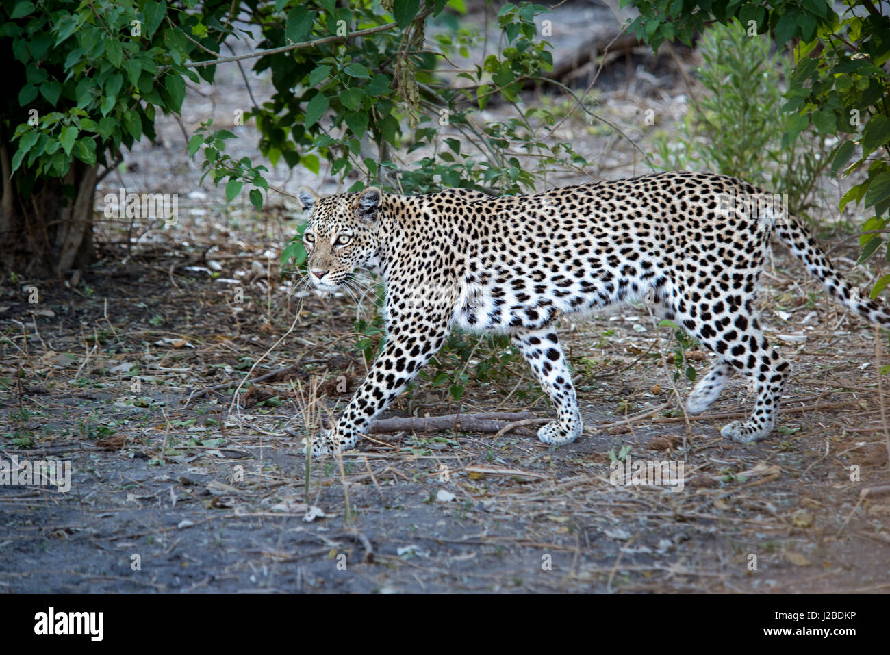 Leopard walking with regard intense (grand format formats disponibles) Banque D'Images