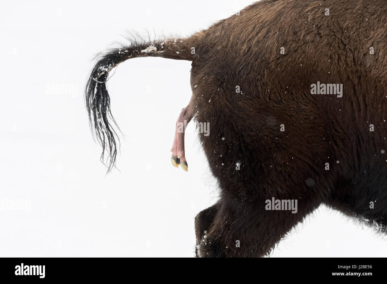 Bison d'Amérique / Amerikanischer ( Bison bison bison ) donne naissance à un veau en hiver, dans la neige de naissance avortée, close-up, Février, Yellowstone NP, Wyo Banque D'Images