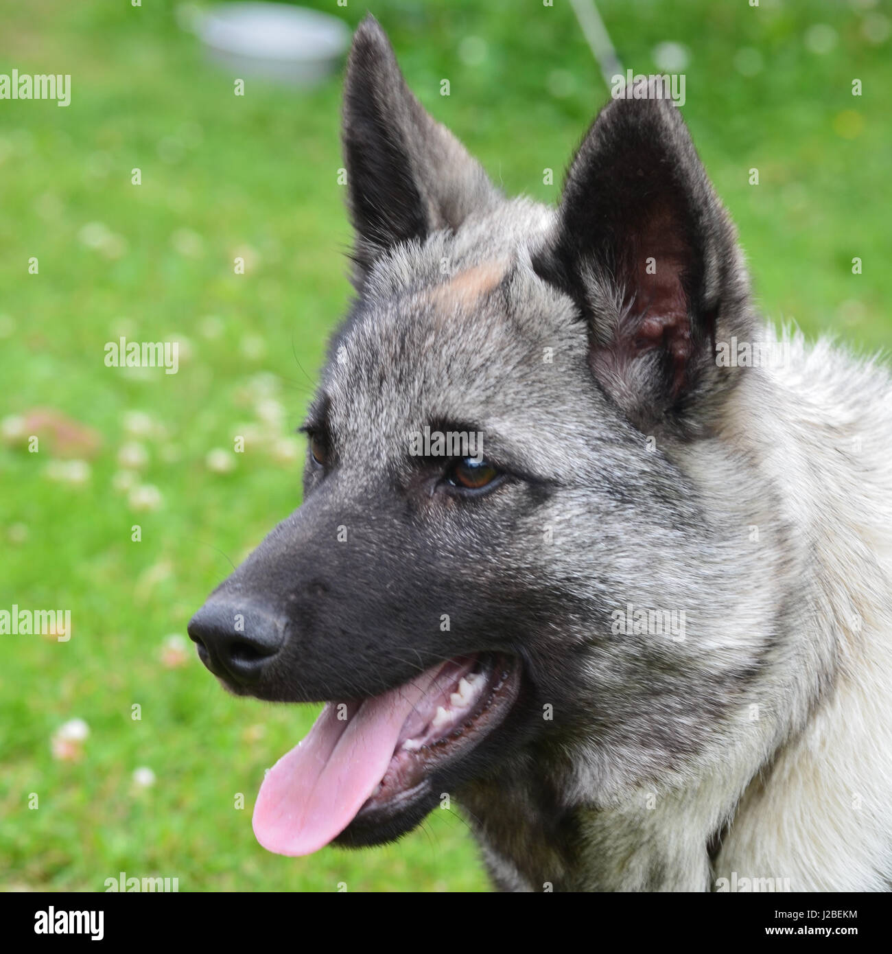 Portrait de norwegian elkhound Banque D'Images