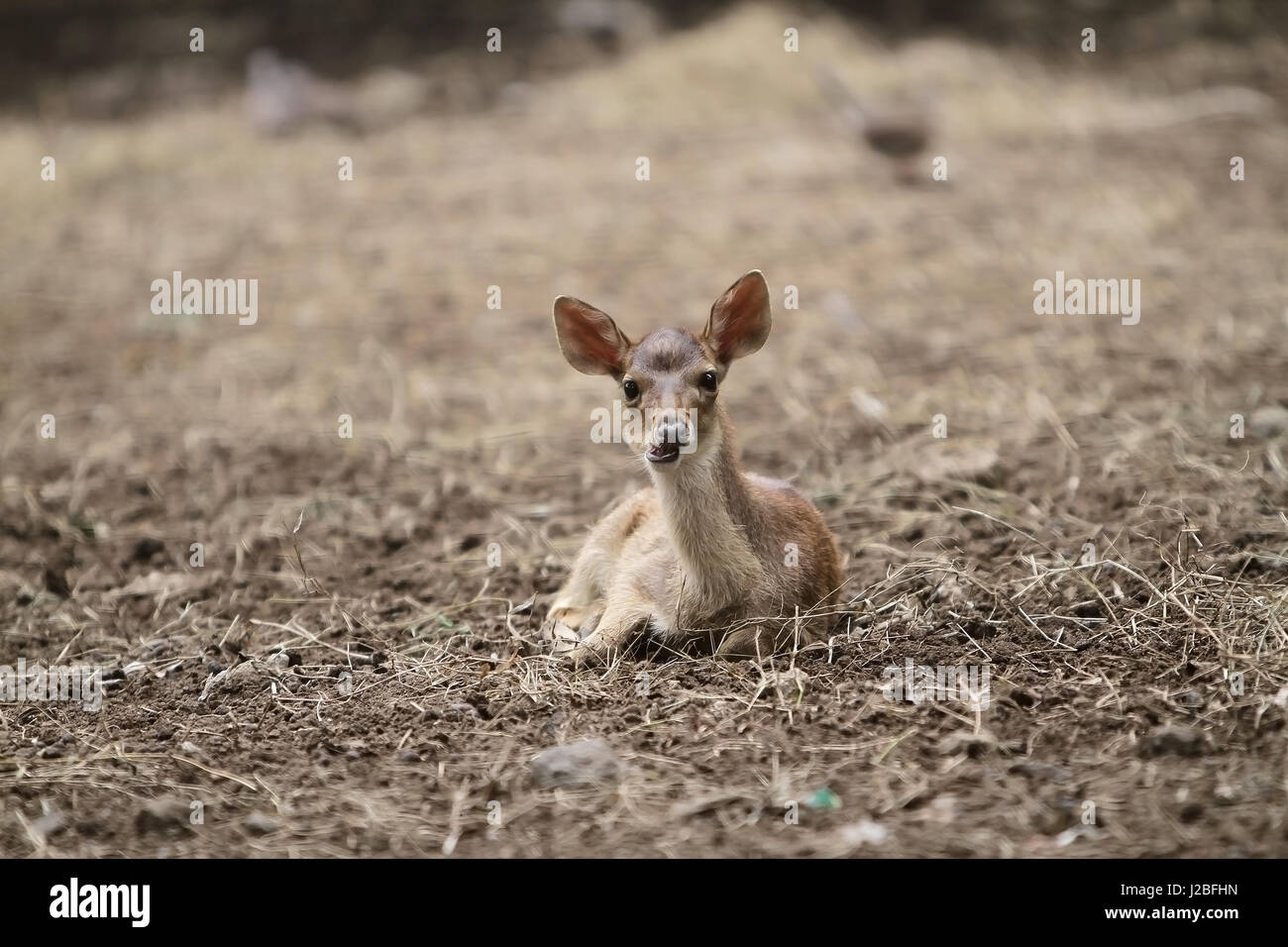 cerf Banque D'Images