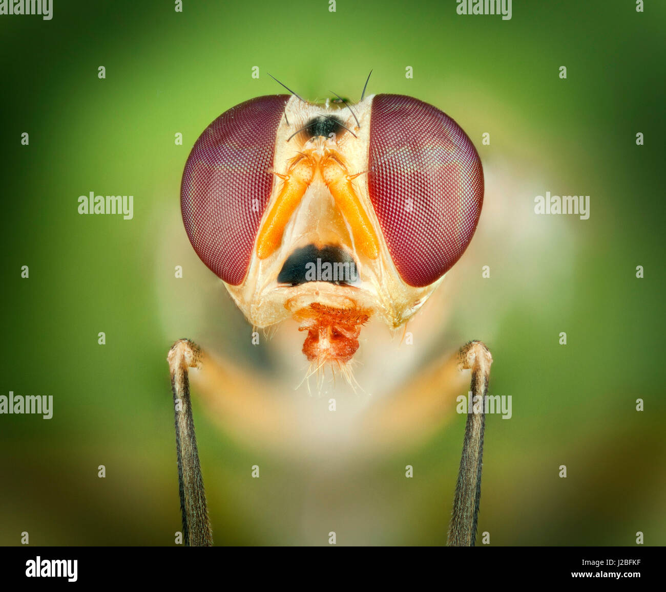 Des macro-vision d'une petite mouche tropicale de Malaisie, montrant yeux composés de pièces buccales & rouge Banque D'Images