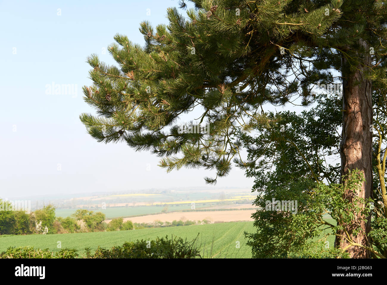 Un pin sylvestre (Pinus sylvestris) arbre avec des pommes de pin, les terres agricoles ouvertes et vue sur la campagne dans l'arrière-plan. Bedfordshire, Royaume-Uni. Banque D'Images