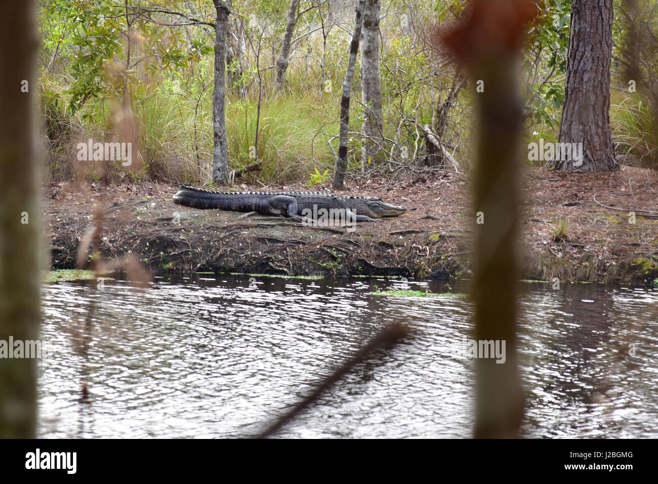 Alligator Île rythme Banque D'Images