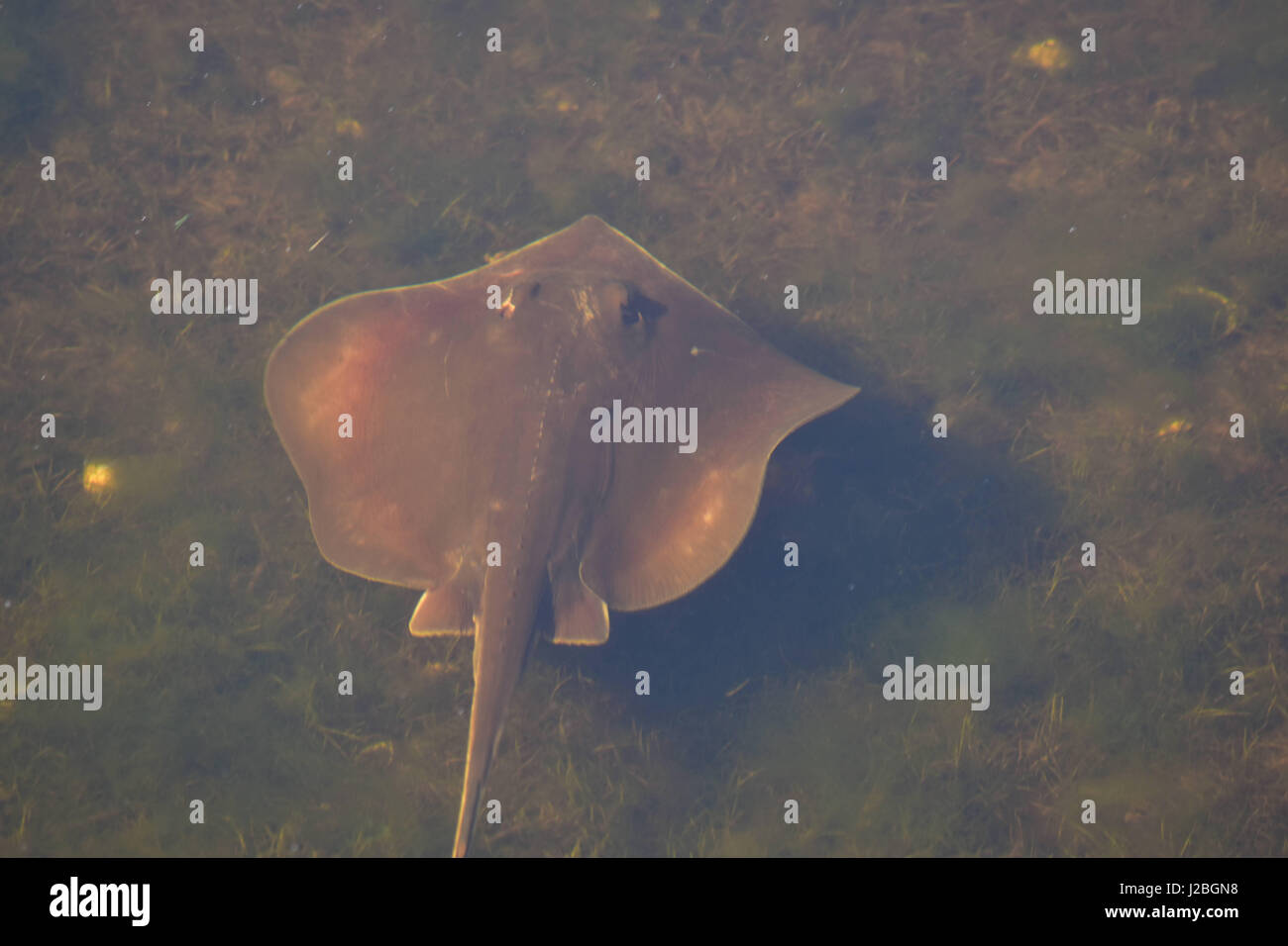 L'eau douce Skate Banque D'Images