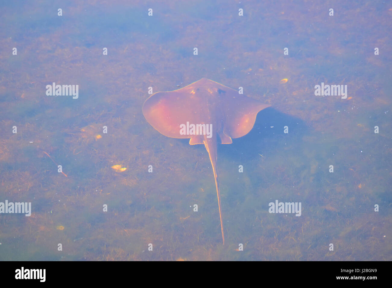 L'eau douce Skate Banque D'Images