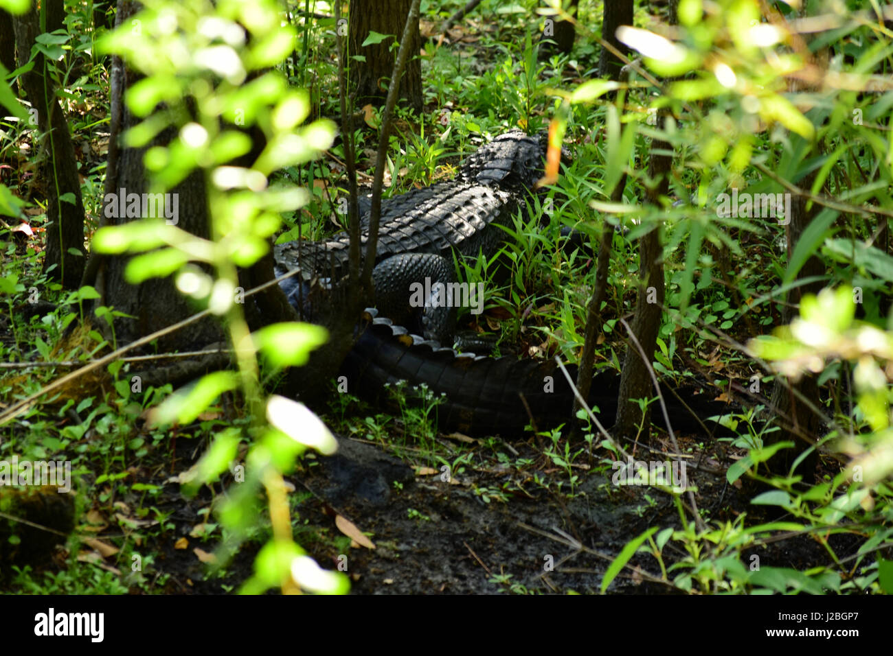 Détente Alligator Banque D'Images