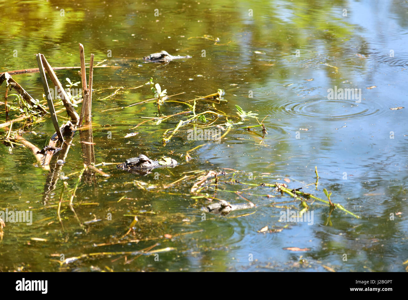 gators de bébé Banque D'Images