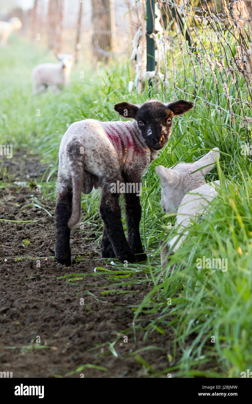 L'agneau mâle nouveau-né par une clôture permanente dans la lumière du matin Banque D'Images