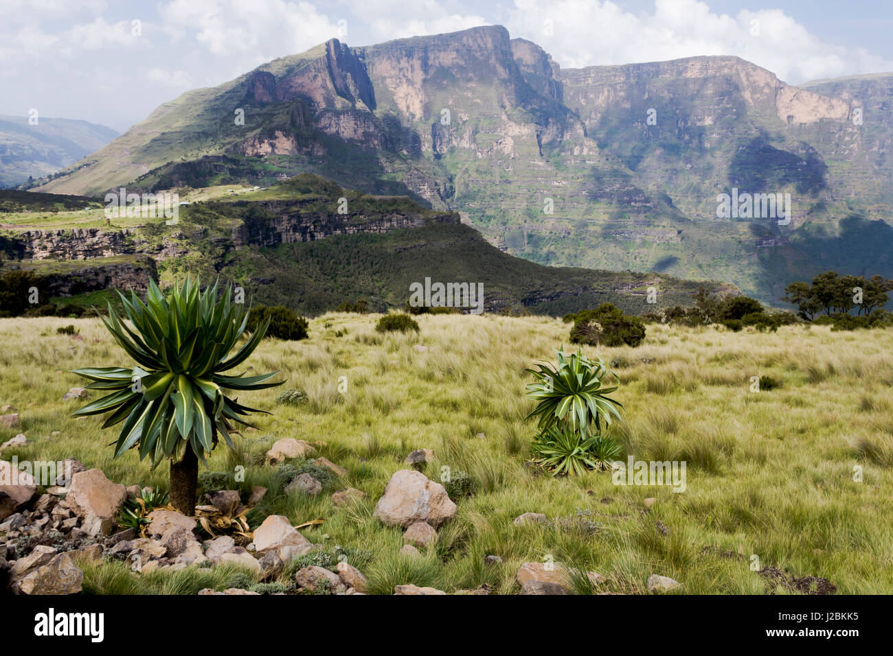 L'Afrique, hauts plateaux éthiopiens, dans l'ouest de l'Amhara, parc  national des montagnes du Simien, Lobelia Lobelia rhynchopetalum (géant).  Lobelia géant arbre dans les montagnes du Simien Photo Stock - Alamy