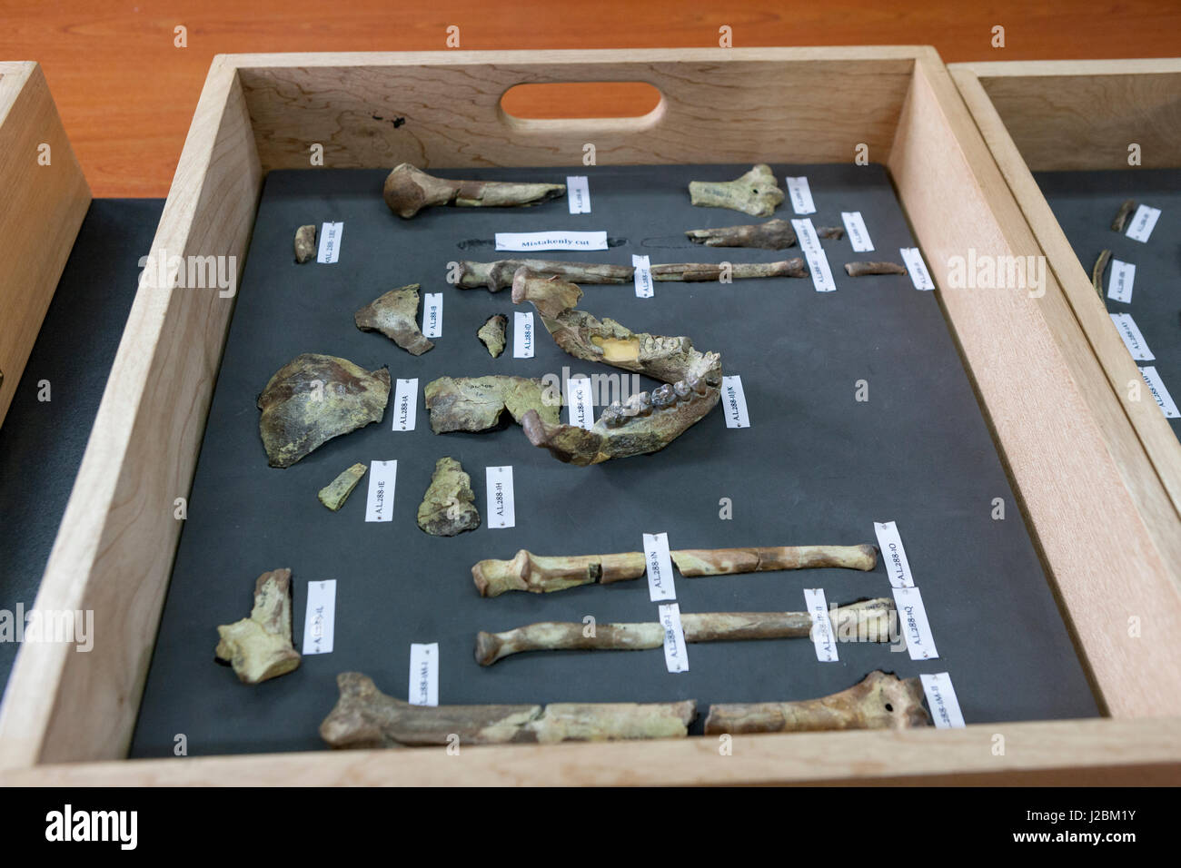Lucy. 3,2 millions d'années Australopithèque. Le lien manquant. D'hominidés fossiles. Musée national. Addis Abeba. L'Éthiopie, l'Afrique. Banque D'Images