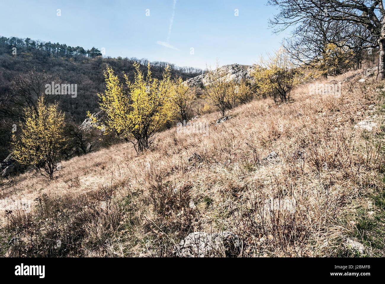 Floraison printemps prairie avec cornus mas plantes, rocky Hill sur le contexte et le ciel bleu ci-dessous devin hill dans palava montagnes en Moravie du sud Banque D'Images