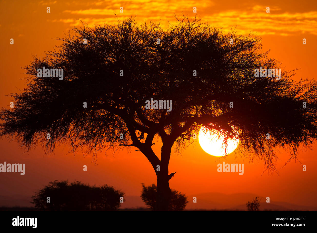 Etosha National Park, Entrée Ouest, la Namibie, l'Afrique. Voir l'emblématique d'un acacia au coucher du soleil. Banque D'Images