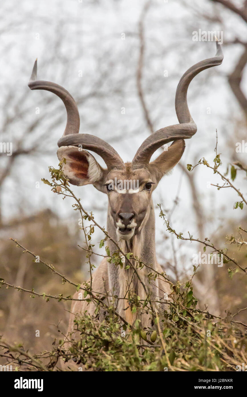 L'Afrique, Afrique du Sud, Londolozi Private Game Reserve. Des profils grand koudou. En tant que crédit : Fred Seigneur / Jaynes Gallery / DanitaDelimont.com Banque D'Images