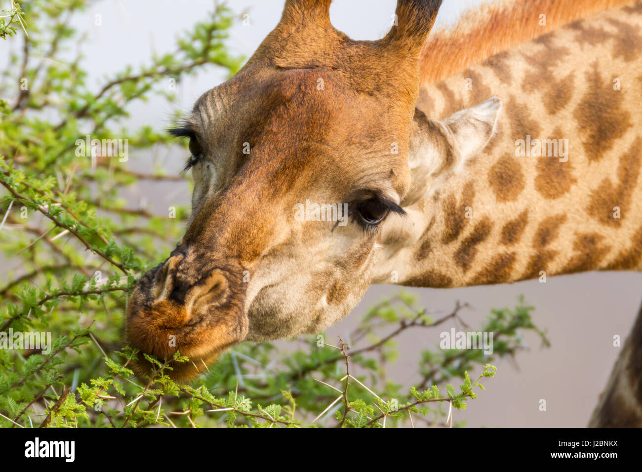 L'Afrique, Afrique du Sud, Londolozi Private Game Reserve. Close-up of girafe se nourrit de feuilles d'acacia. En tant que crédit : Fred Seigneur / Jaynes Gallery / DanitaDelimont.com Banque D'Images