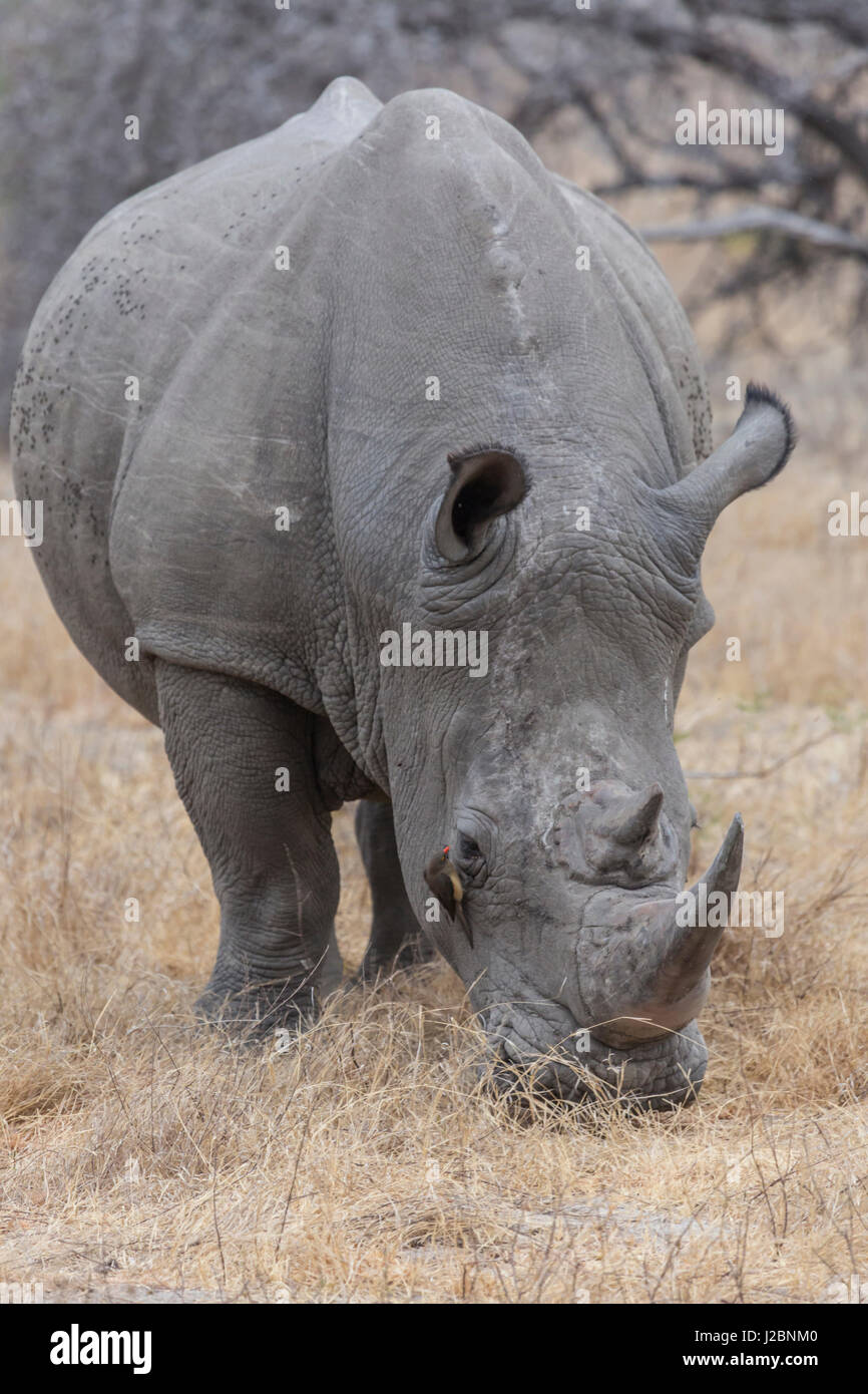 L'Afrique, Afrique du Sud, Londolozi Private Game Reserve. Close-up of rhinoceros le pâturage. En tant que crédit : Fred Seigneur / Jaynes Gallery / DanitaDelimont.com Banque D'Images