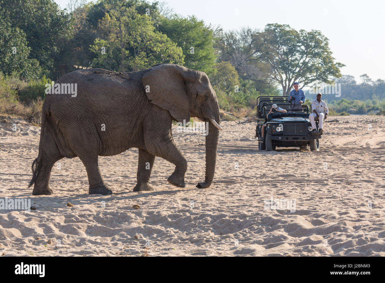 L'Afrique, Afrique du Sud, Londolozi Private Game Reserve. Laissez-passer véhicule de tourisme d'éléphants. En tant que crédit : Fred Seigneur / Jaynes Gallery / DanitaDelimont.com Banque D'Images