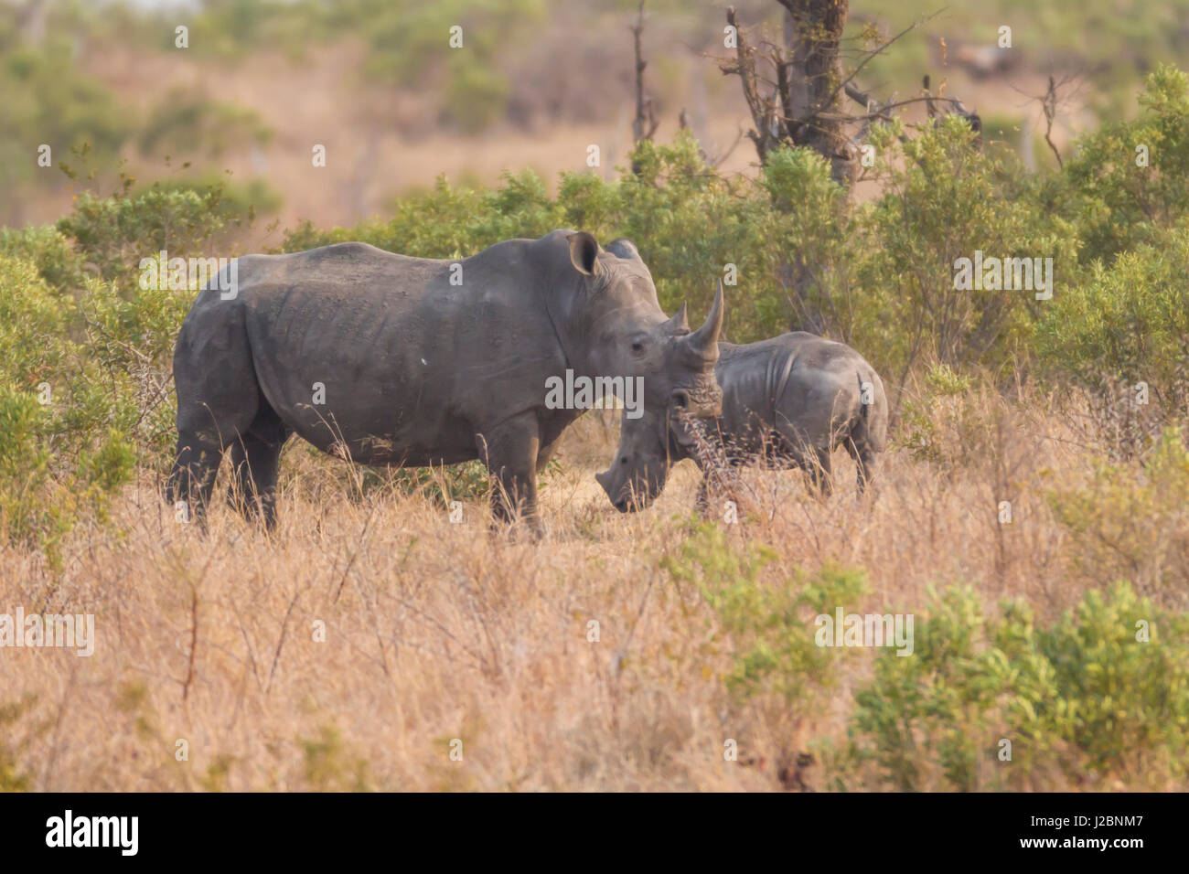 L'Afrique, Afrique du Sud, Londolozi Private Game Reserve. Mère rhinocéros et de la descendance. En tant que crédit : Fred Seigneur / Jaynes Gallery / DanitaDelimont.com Banque D'Images