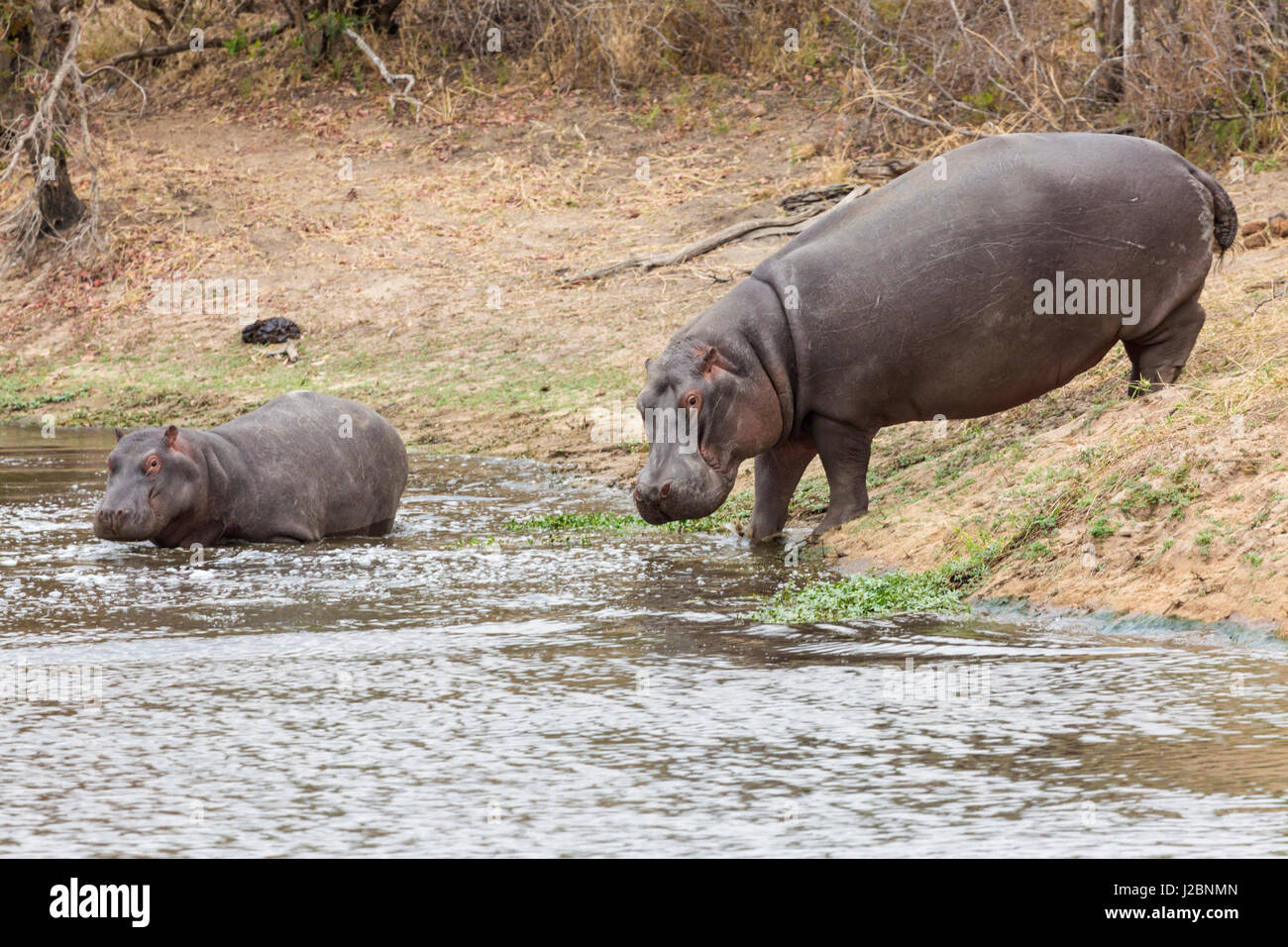 L'Afrique, Afrique du Sud, Londolozi Private Game Reserve. Hippopotames adultes et juvéniles. En tant que crédit : Fred Seigneur / Jaynes Gallery / DanitaDelimont.com Banque D'Images
