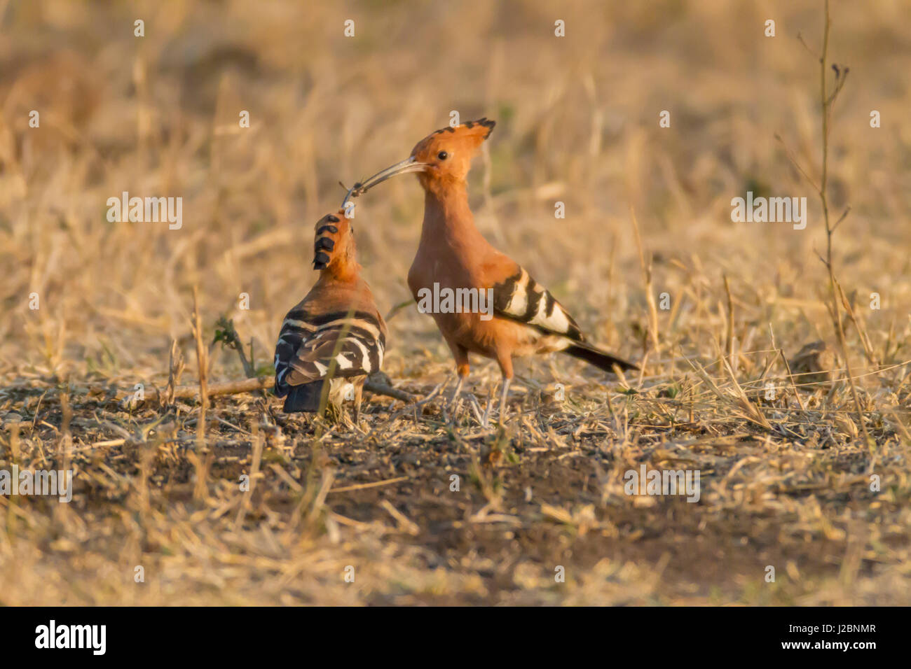 L'Afrique, Afrique du Sud, Londolozi Private Game Reserve. Deux oiseaux huppe d'Afrique. En tant que crédit : Fred Seigneur / Jaynes Gallery / DanitaDelimont.com Banque D'Images